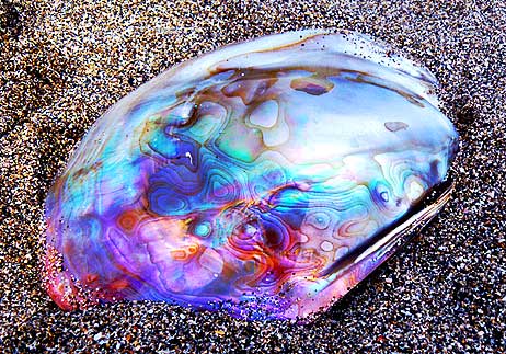 Paua Shell