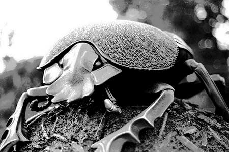 the Dung Beatle