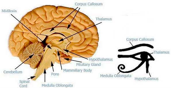corpus callosum binaural beats meditation