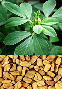 Fenugreek