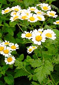 Feverfew