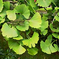 Ginkgo