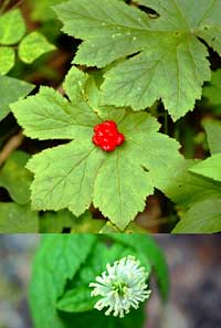 Goldenseal