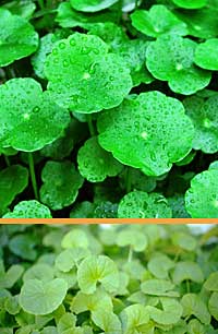 Gotu Kola