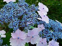 Hydrangea