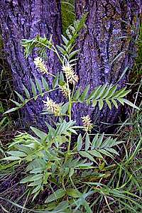 Licorice Root