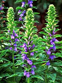 Lobelia