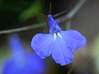 Lobelia