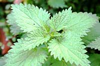 Nettle