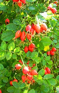 Rose Hips