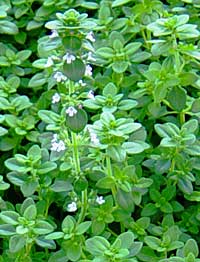 Thyme