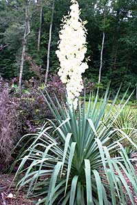 Yucca