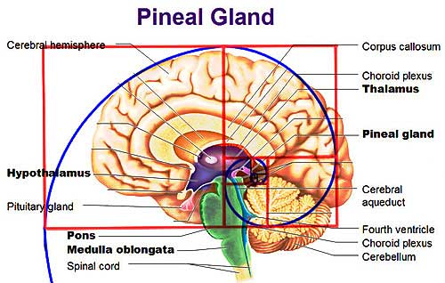 the Pineal Curve