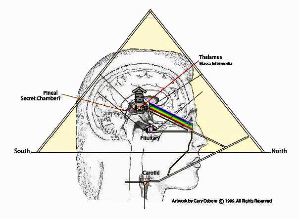 the Pineal Gland