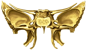 The "owl shaped" sphenoid bone